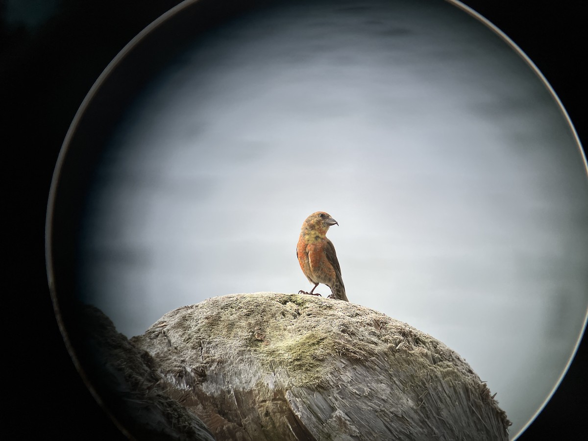 Red Crossbill - ML624473010