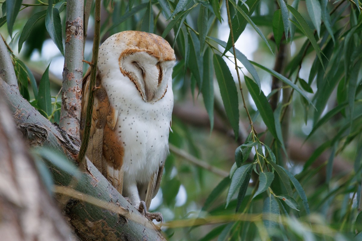 Barn Owl - ML624473022