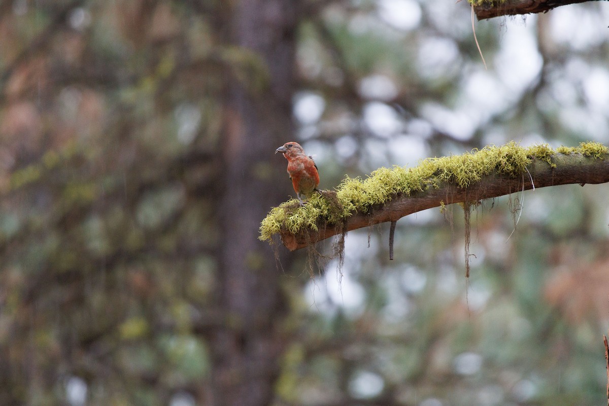 Red Crossbill - ML624473032