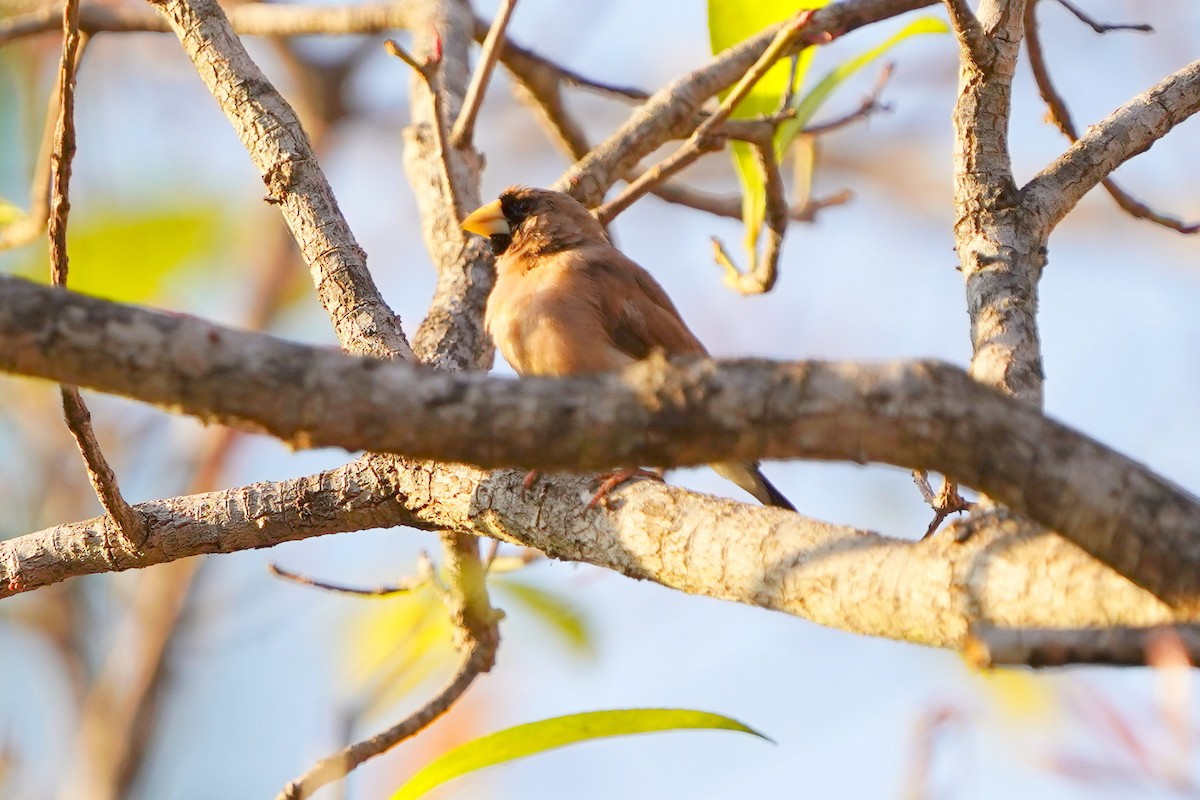 Masked Finch - ML624473095