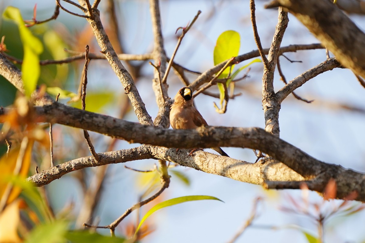 Masked Finch - ML624473096