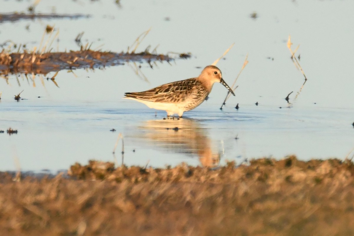 Dunlin - ML624473129