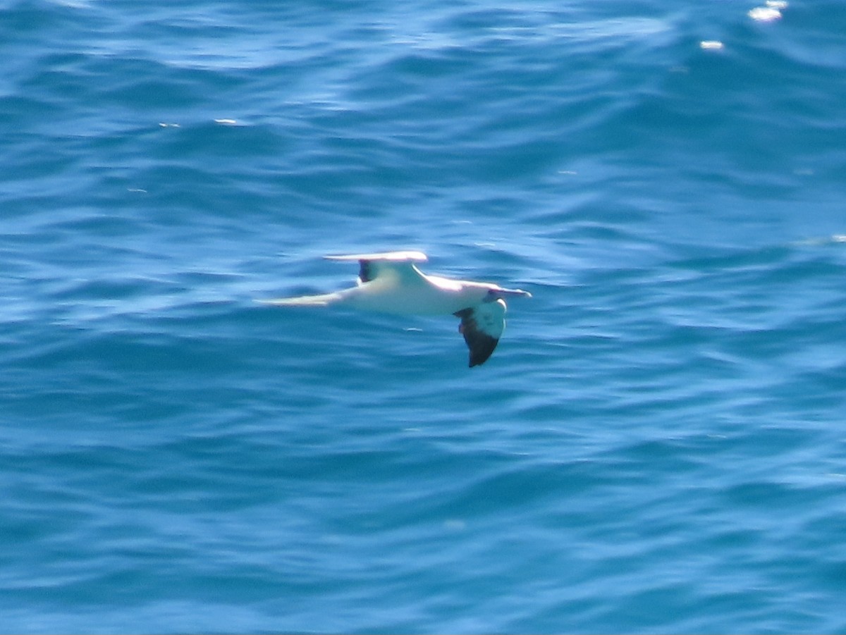 Red-footed Booby - Adam Betuel