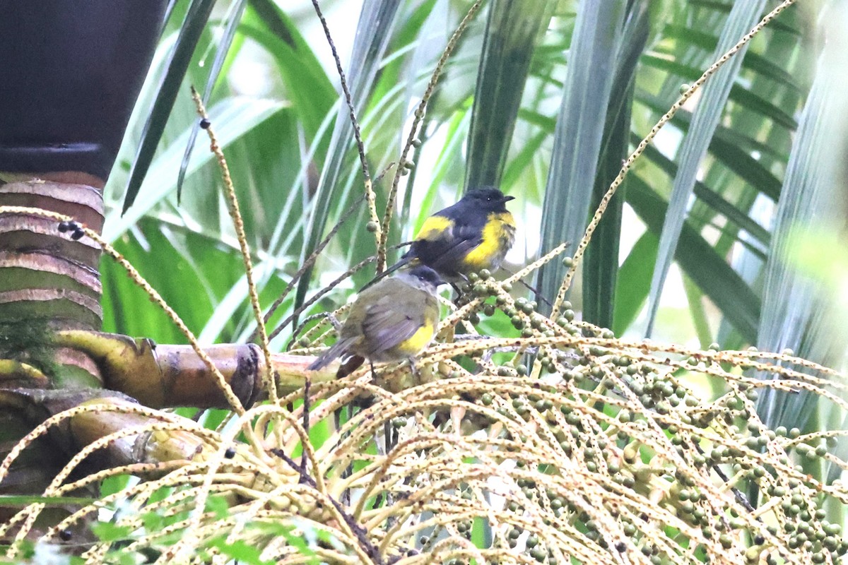 Black-and-yellow Silky-flycatcher - Charles Davies