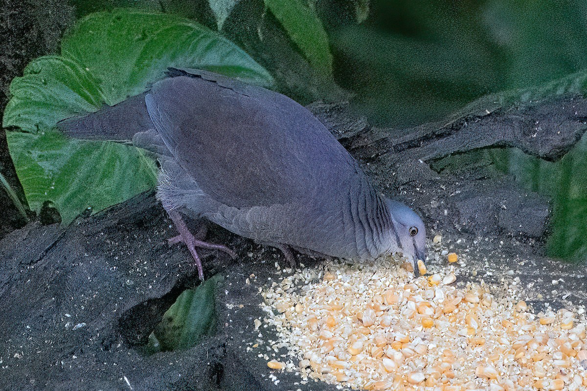 White-throated Quail-Dove - ML624473236