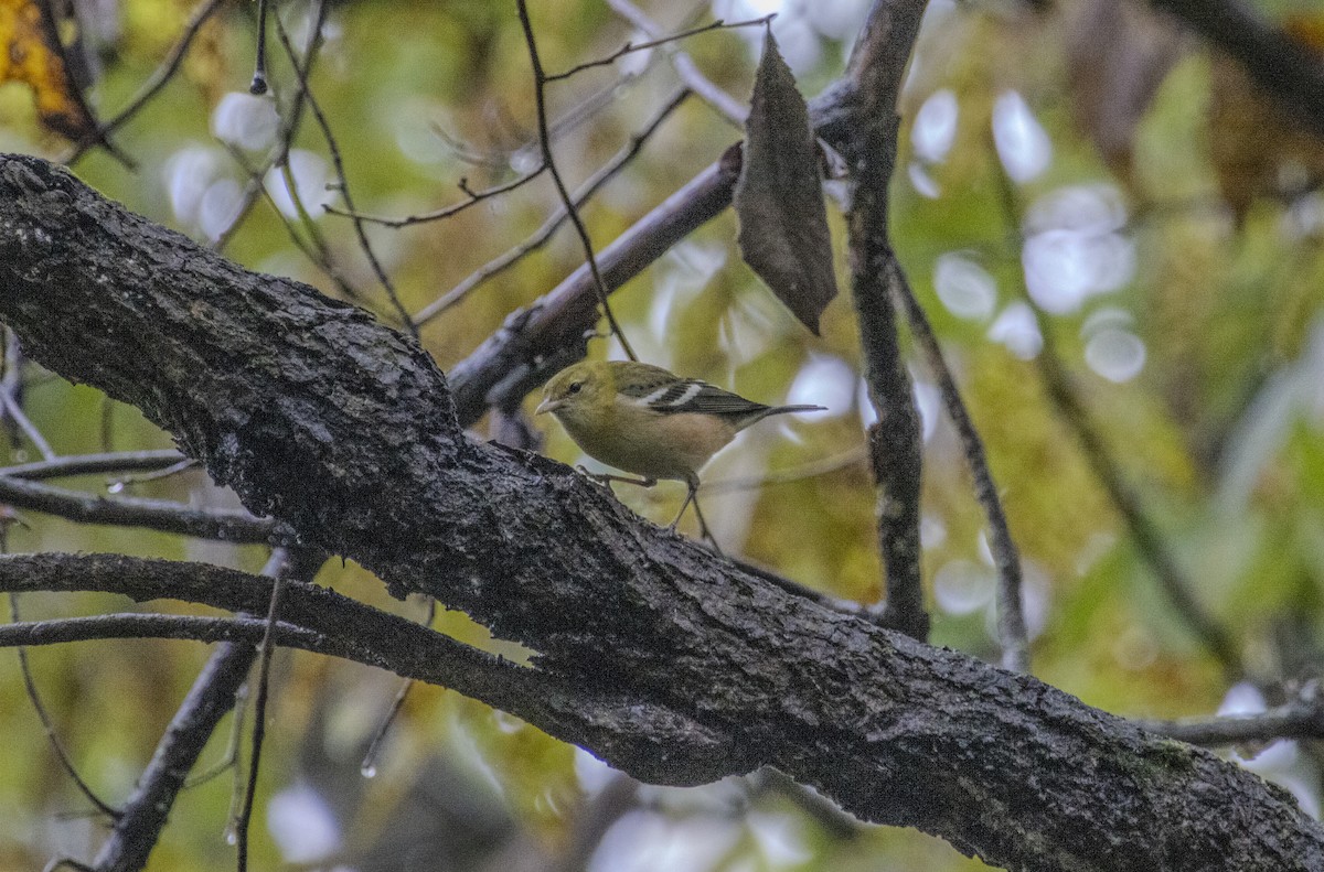 Bay-breasted Warbler - Russell Lamb