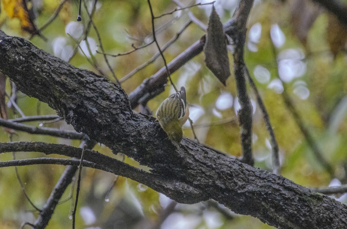 Bay-breasted Warbler - ML624473316