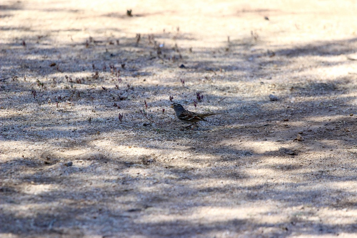 White-crowned Sparrow - ML624473339