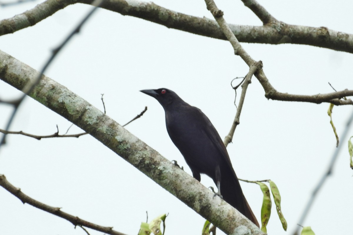 Giant Cowbird - ML624473450