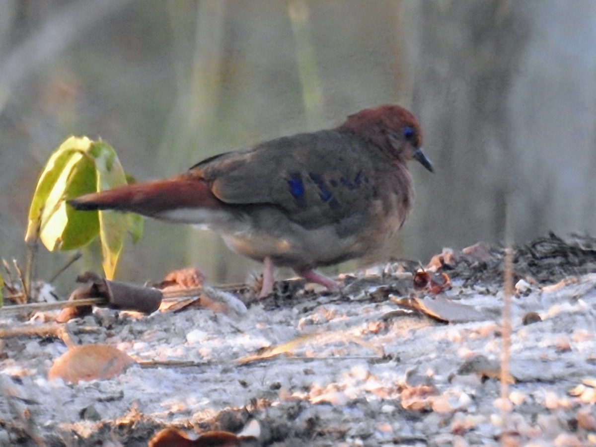 Blue-eyed Ground Dove - ML624473510