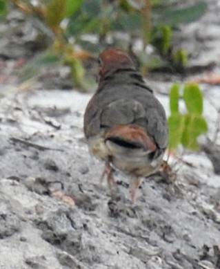 Blue-eyed Ground Dove - ML624473511