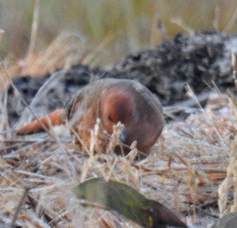 Blue-eyed Ground Dove - ML624473512