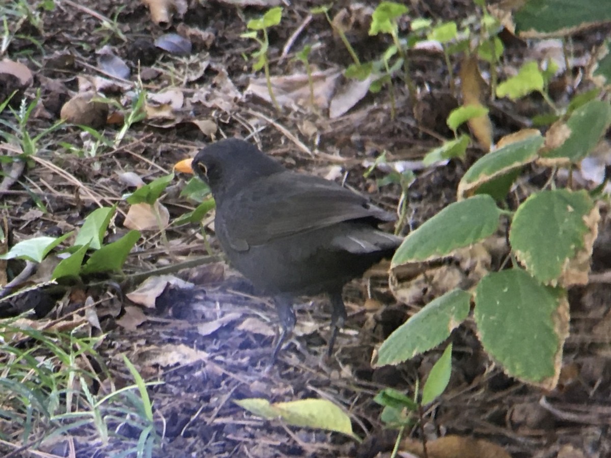 Eurasian Blackbird - ML624473553