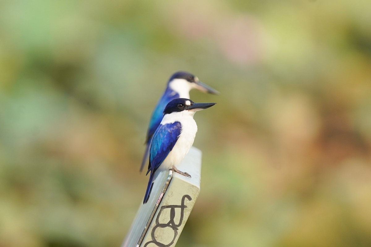 Forest Kingfisher - ML624473885