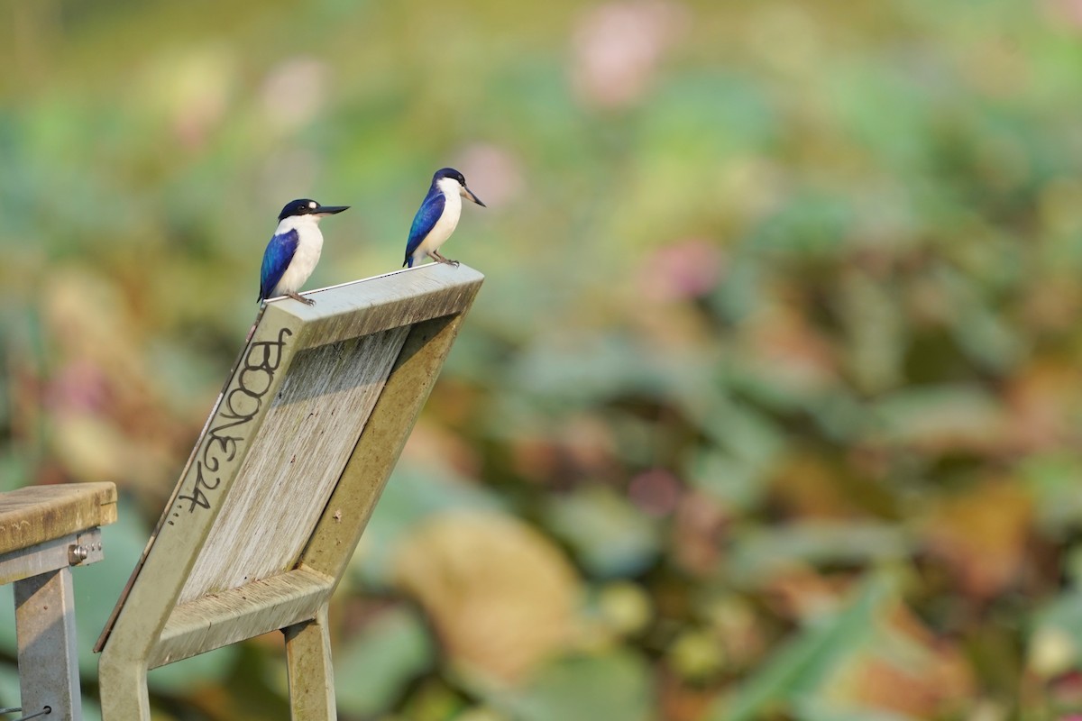 Forest Kingfisher - Richard Maarschall