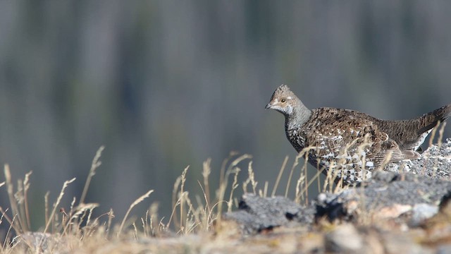 tetřívek douglaskový - ML624473916