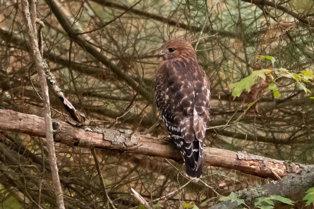 Red-shouldered Hawk - ML624473946