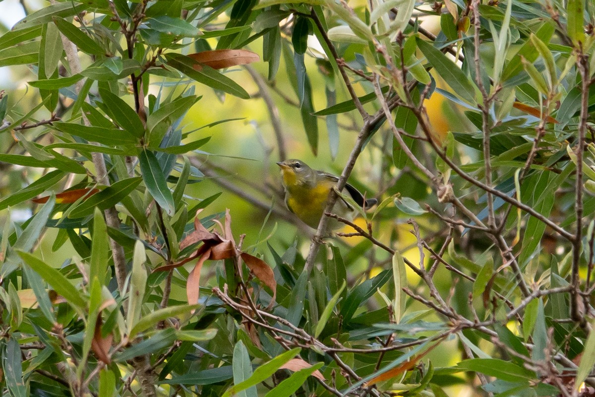 Northern Parula - ML624473974