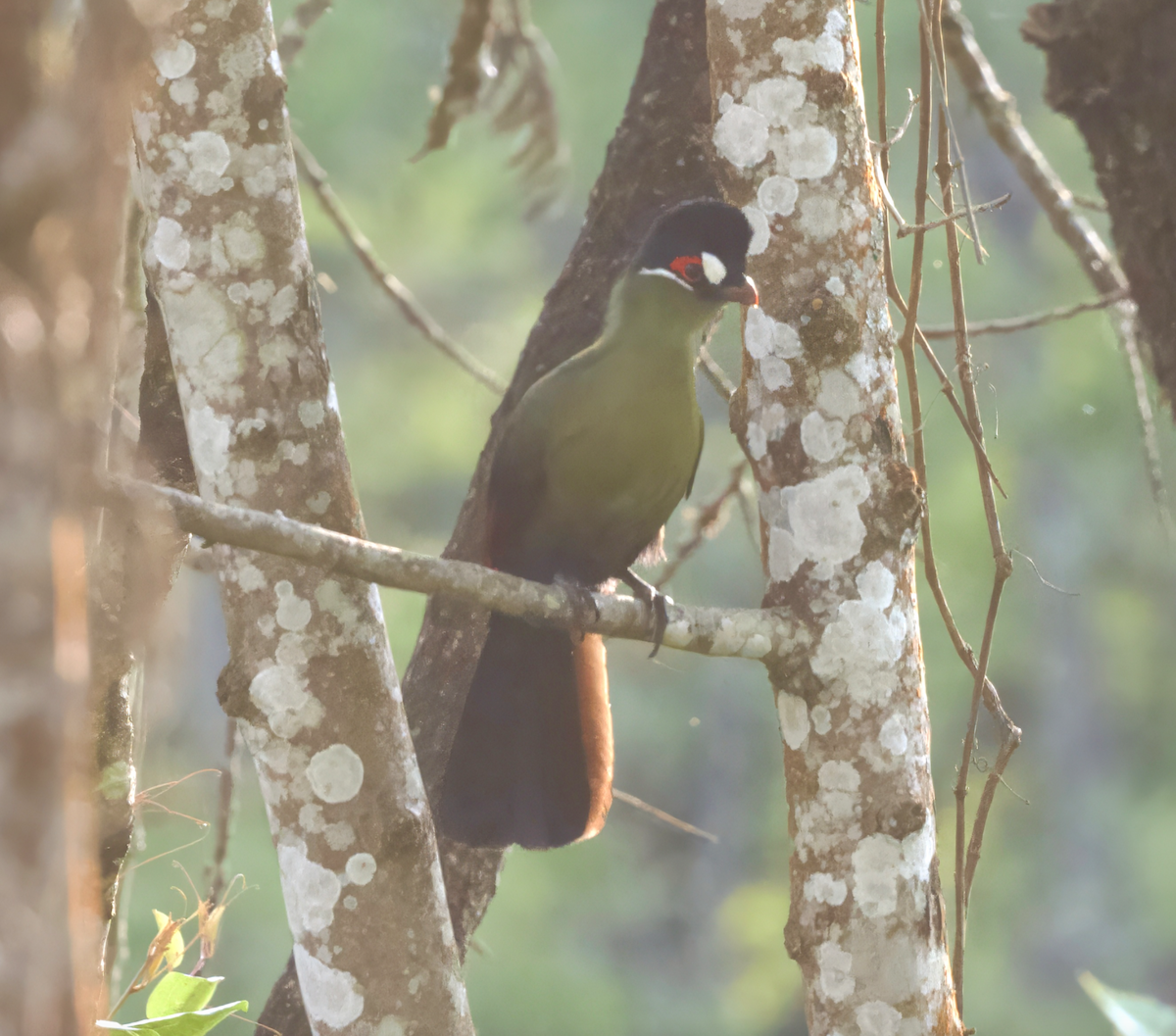 Turaco de Hartlaub - ML624473997