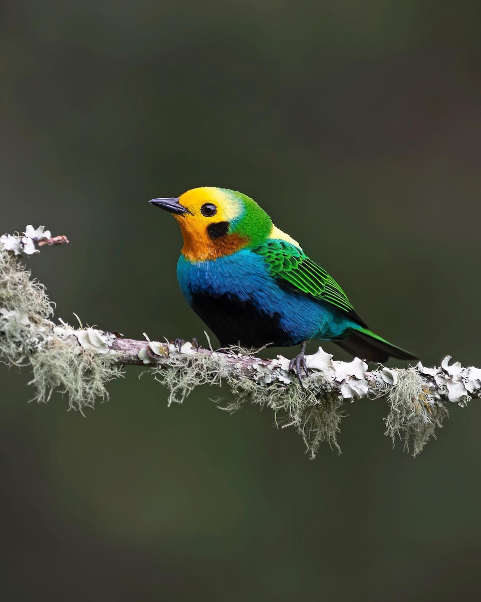 Multicolored Tanager - Cynthia Vanina  Souto