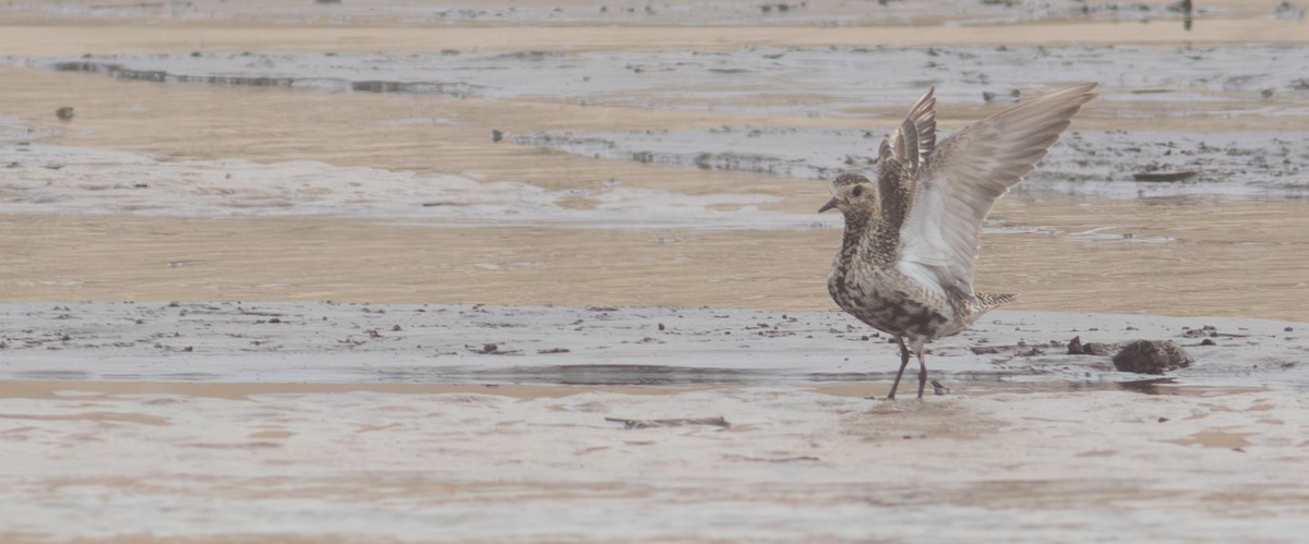 European Golden-Plover - ML624474446
