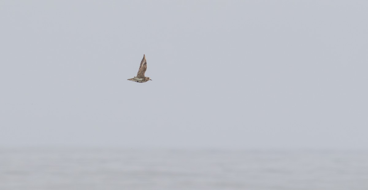 European Golden-Plover - ML624474447