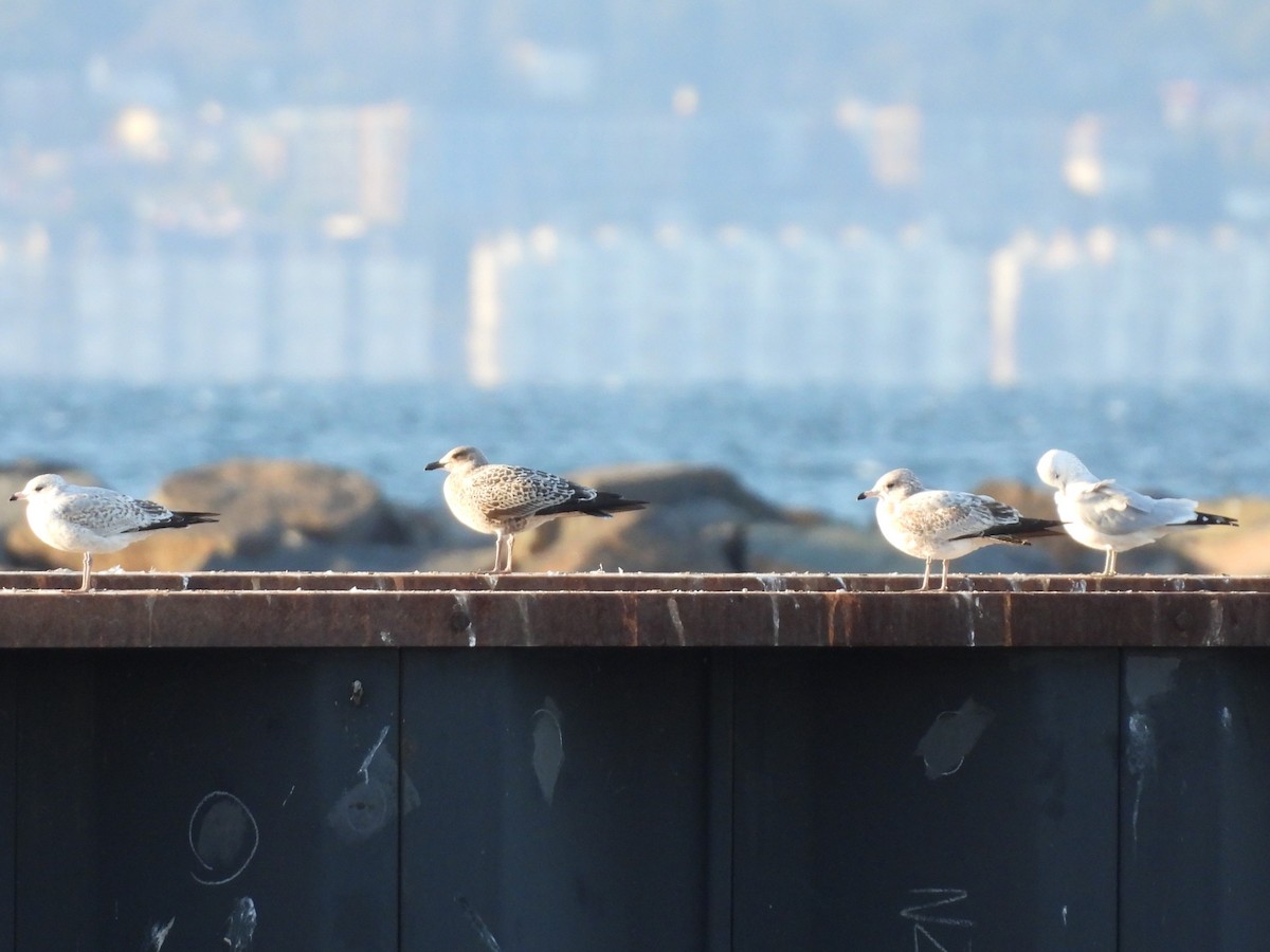 Lesser Black-backed Gull - ML624474567