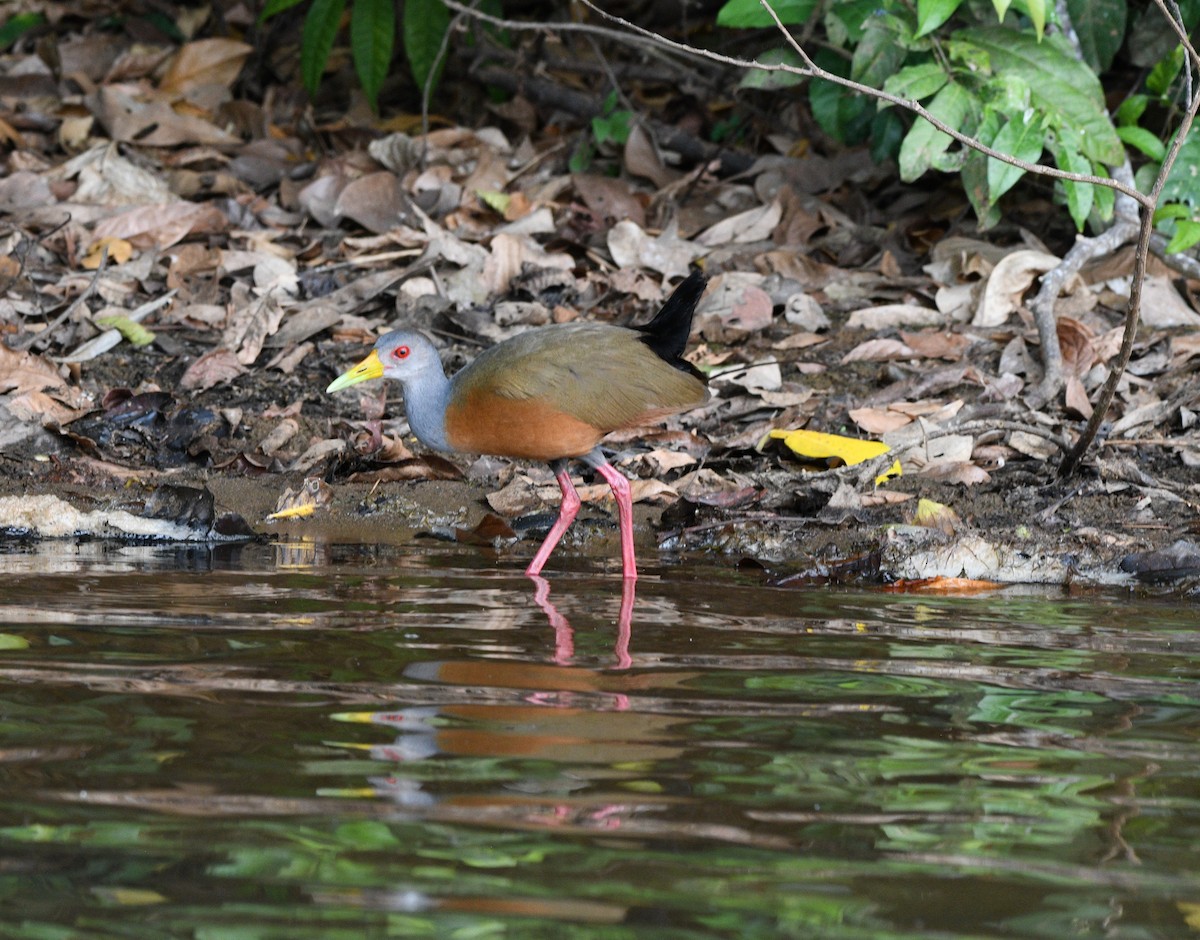 Gray-cowled Wood-Rail - ML624474574