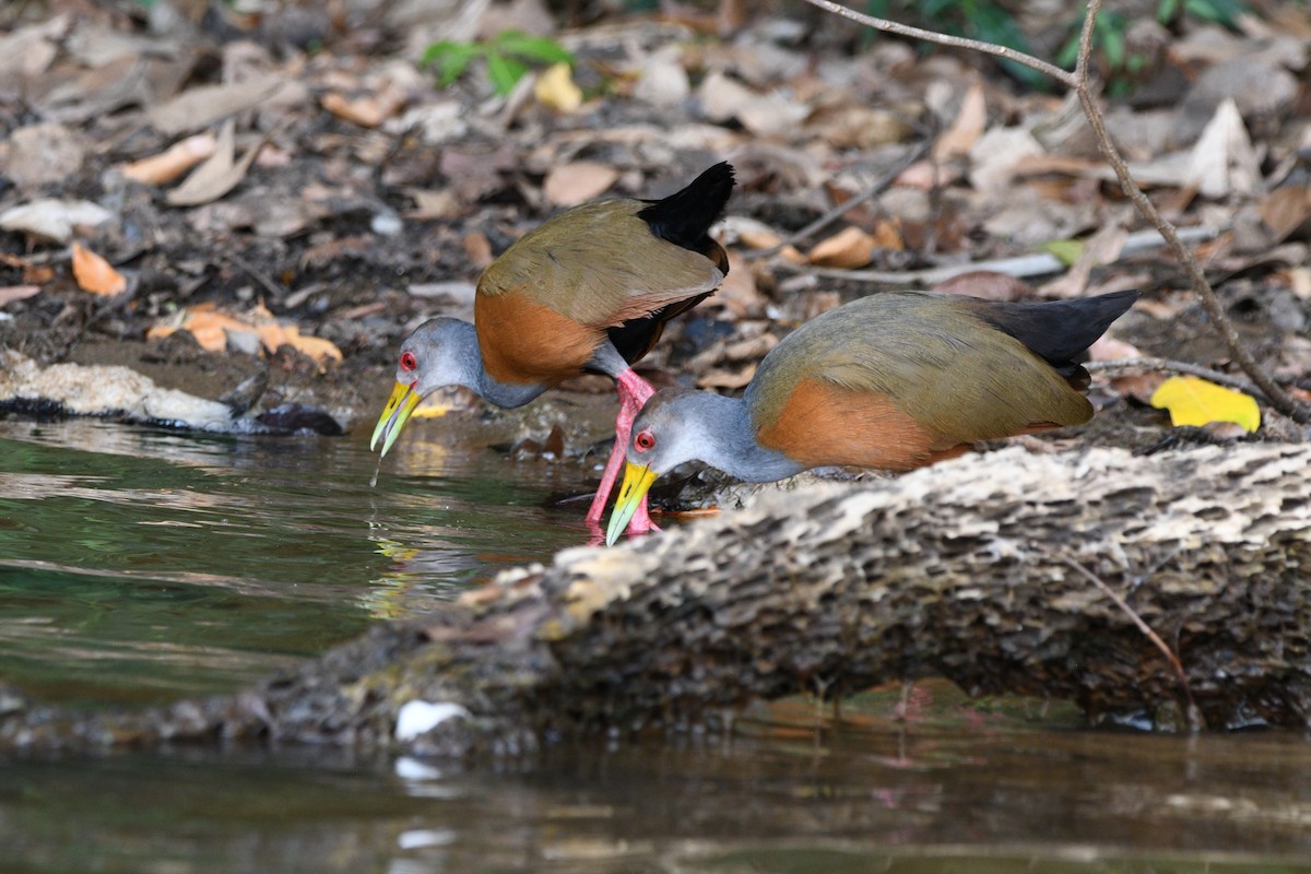 Gray-cowled Wood-Rail - ML624474581