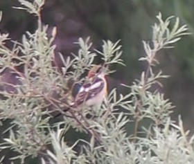 Woodchat Shrike - ML624474725