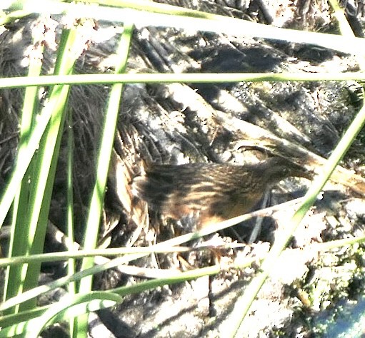 Virginia Rail - ML624474757