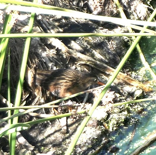 Virginia Rail - ML624474758