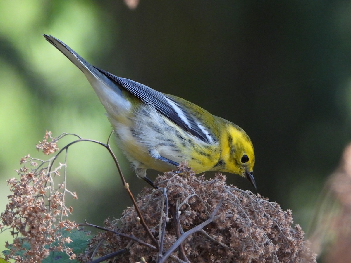 Townsend's x Black-throated Green Warbler (hybrid) - ML624474922