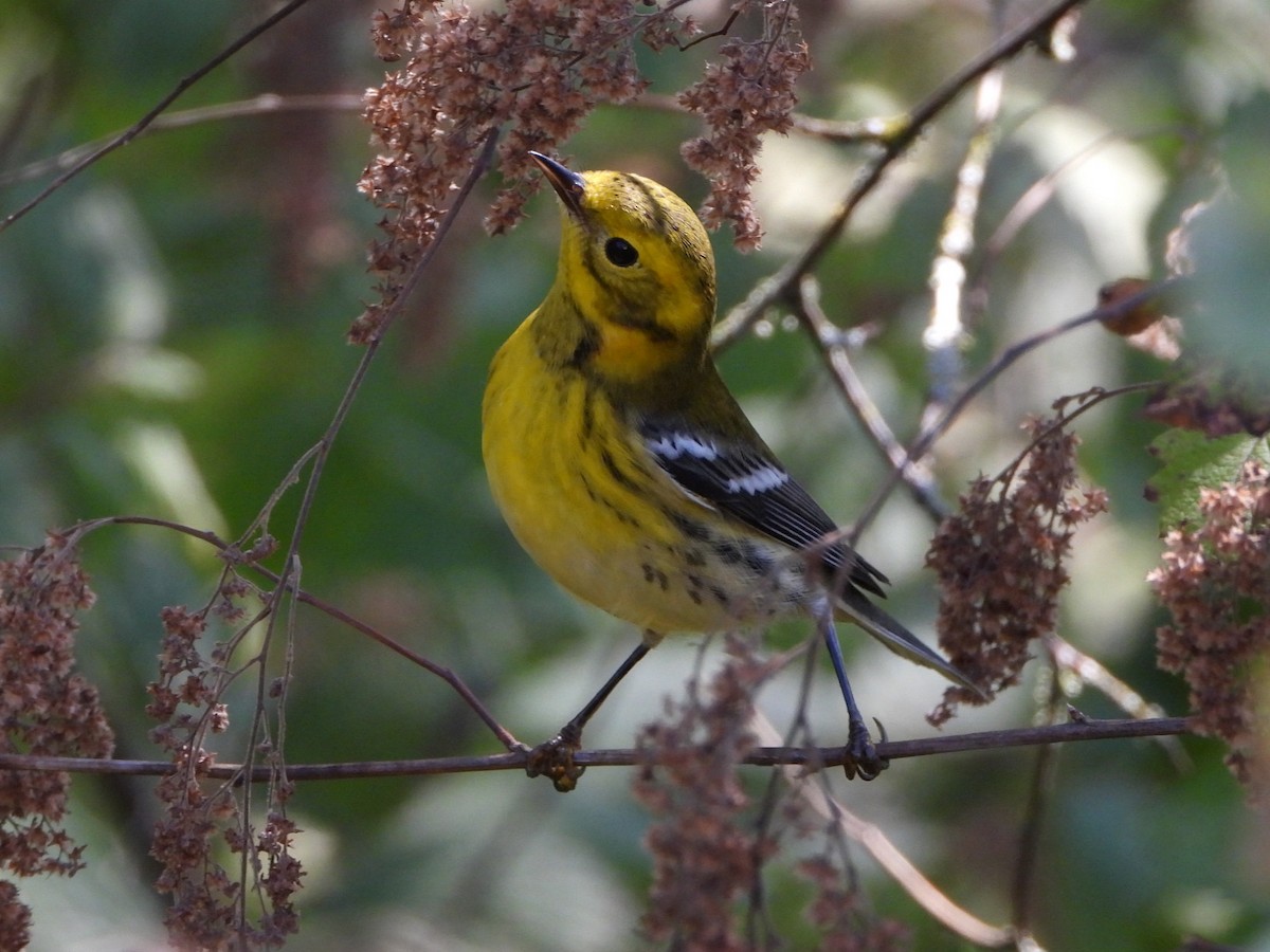 Townsend's x Black-throated Green Warbler (hybrid) - ML624474923