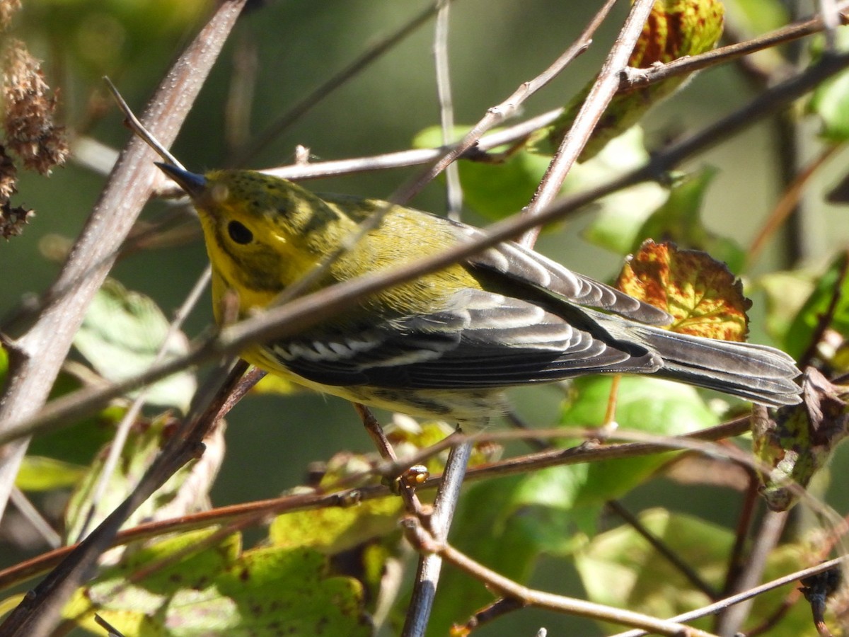 Townsend's x Black-throated Green Warbler (hybrid) - ML624474924