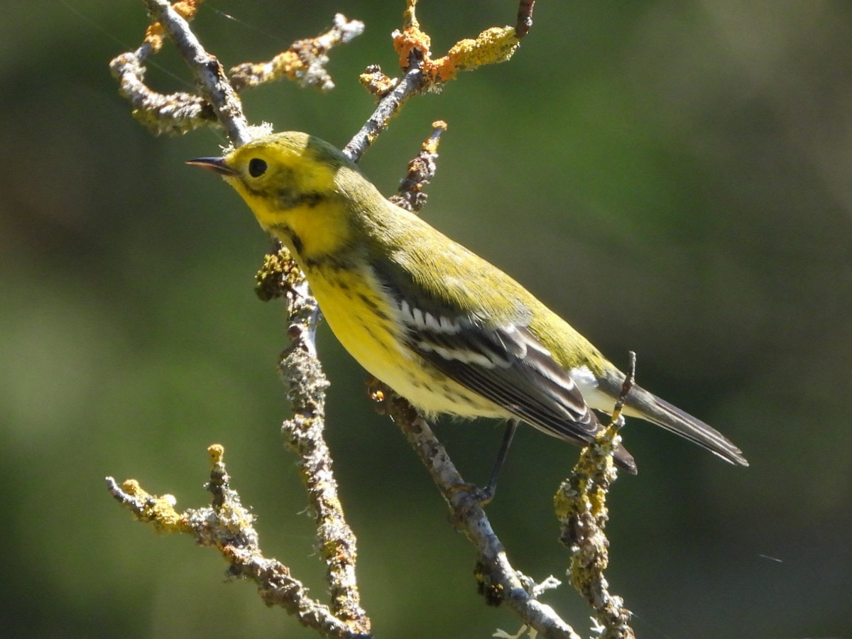 Townsend's x Black-throated Green Warbler (hybrid) - ML624474925