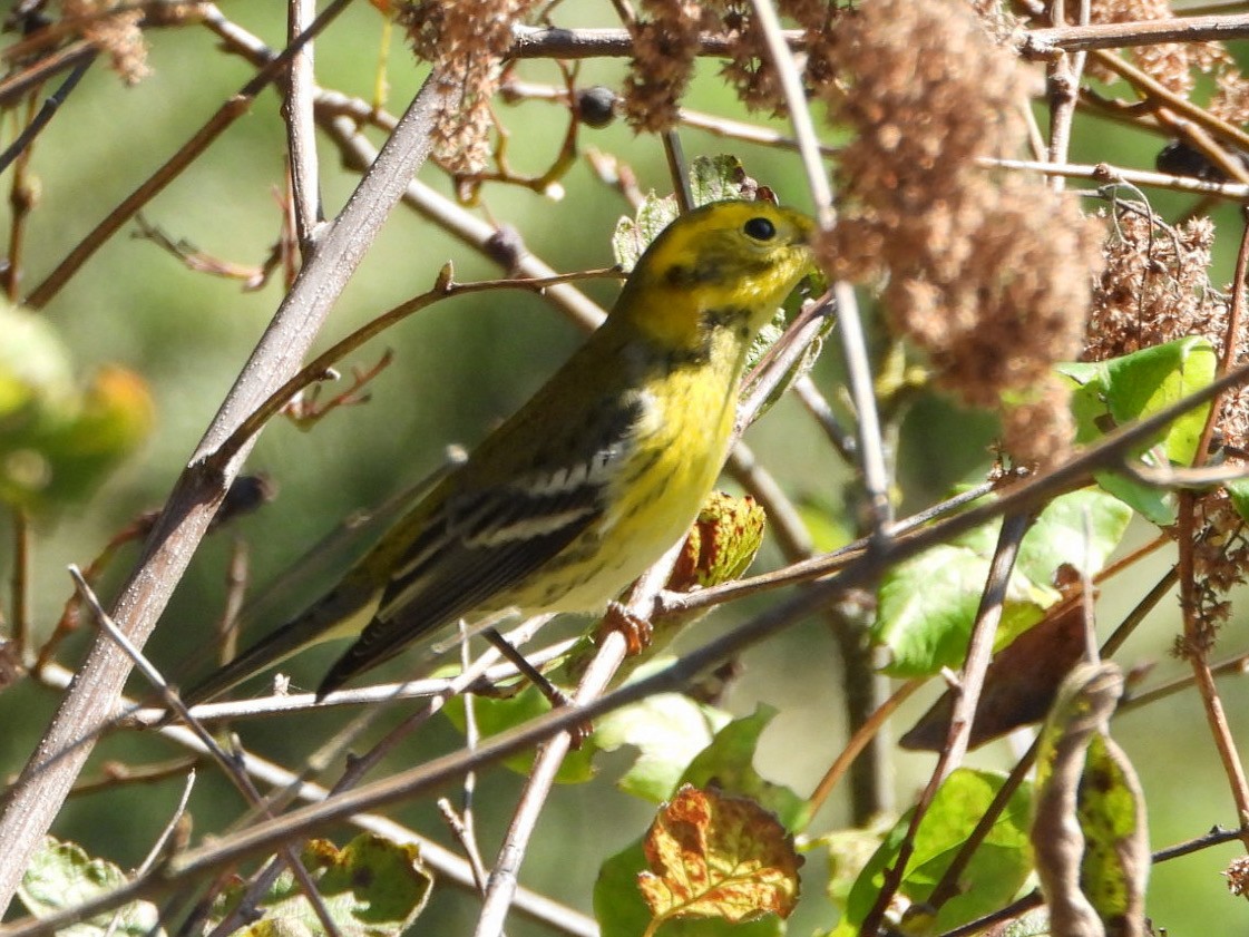 Townsend's x Black-throated Green Warbler (hybrid) - ML624474926