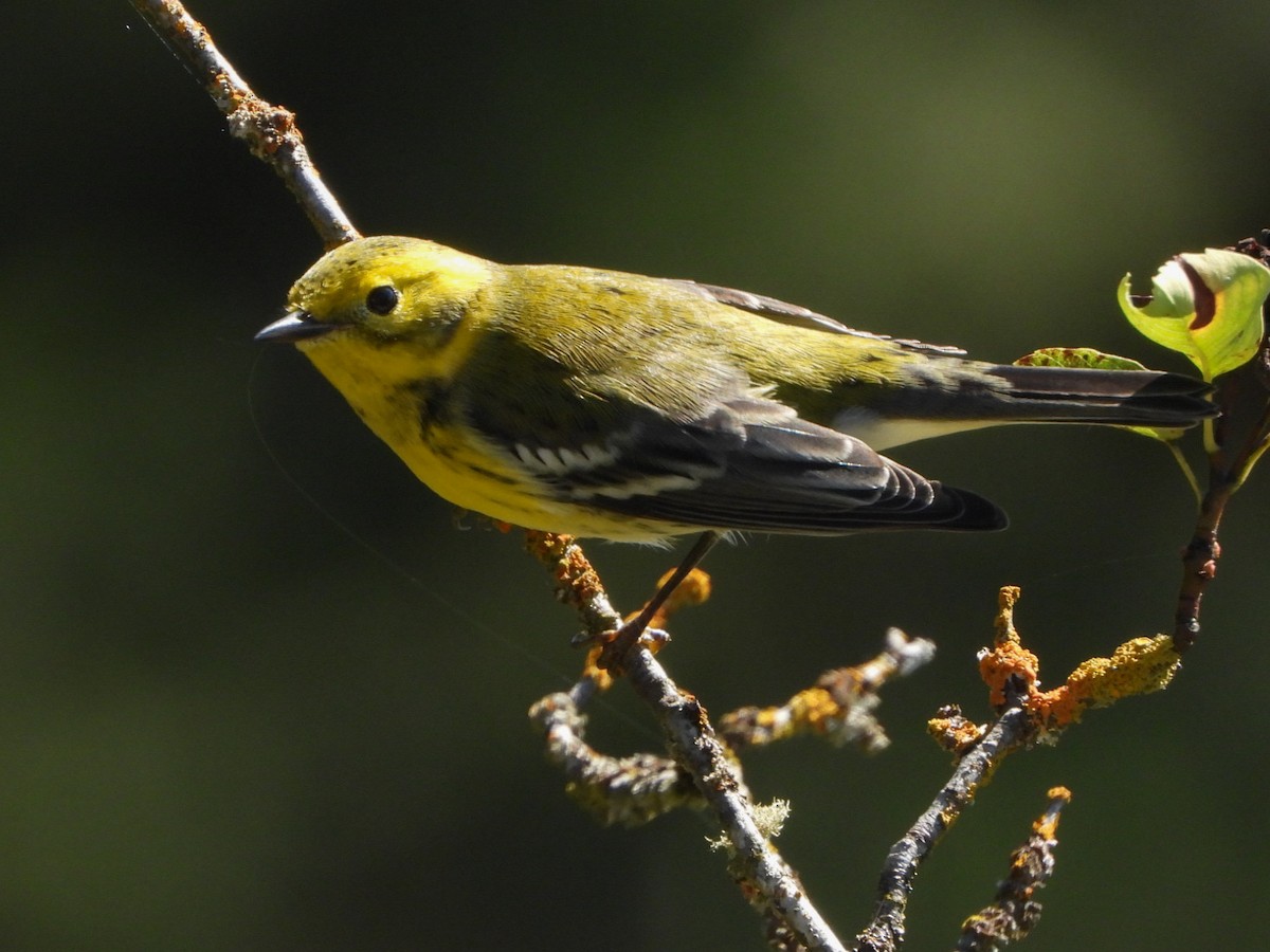 Townsend's x Black-throated Green Warbler (hybrid) - ML624474927