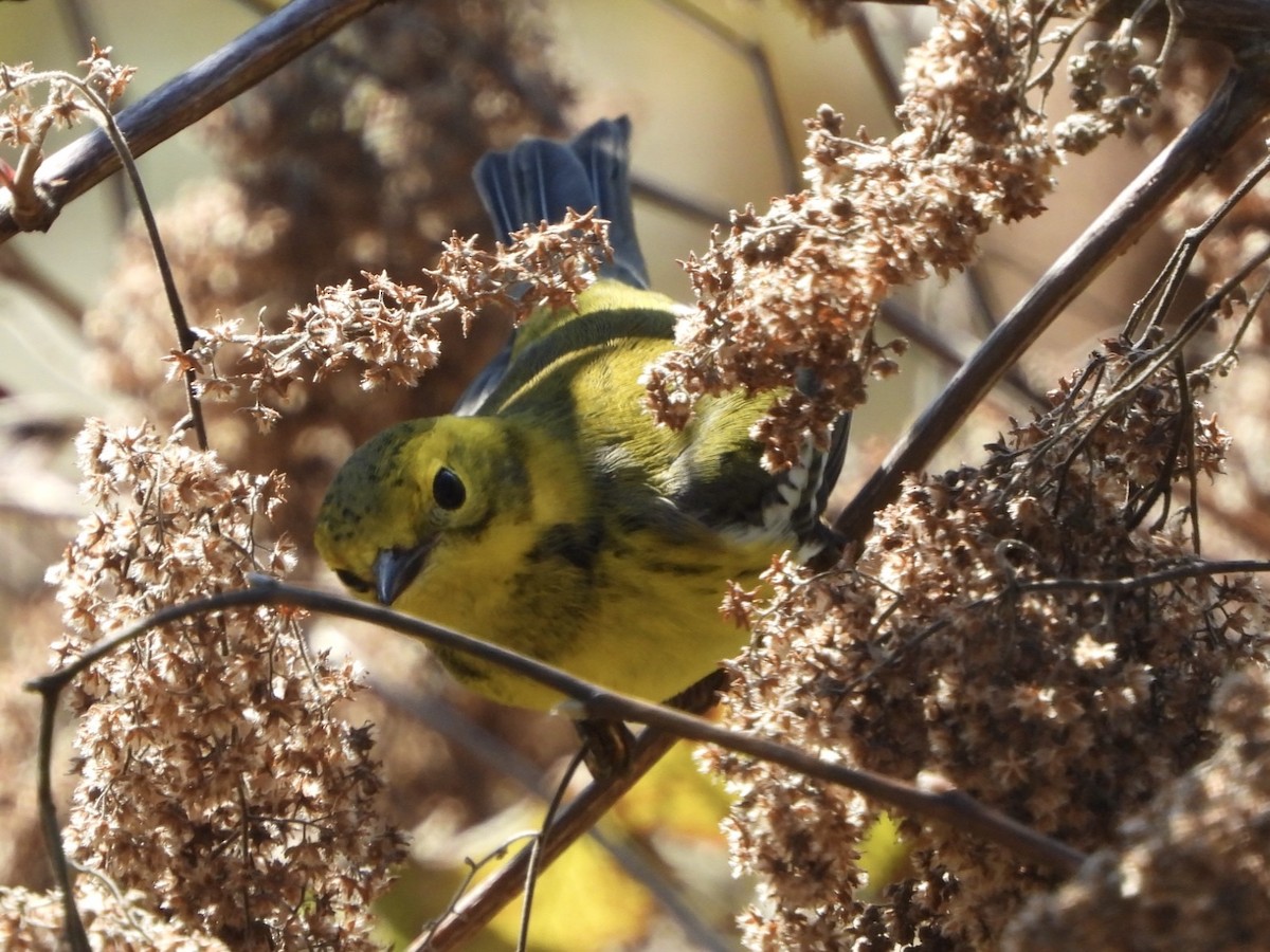 Townsend's x Black-throated Green Warbler (hybrid) - ML624474928