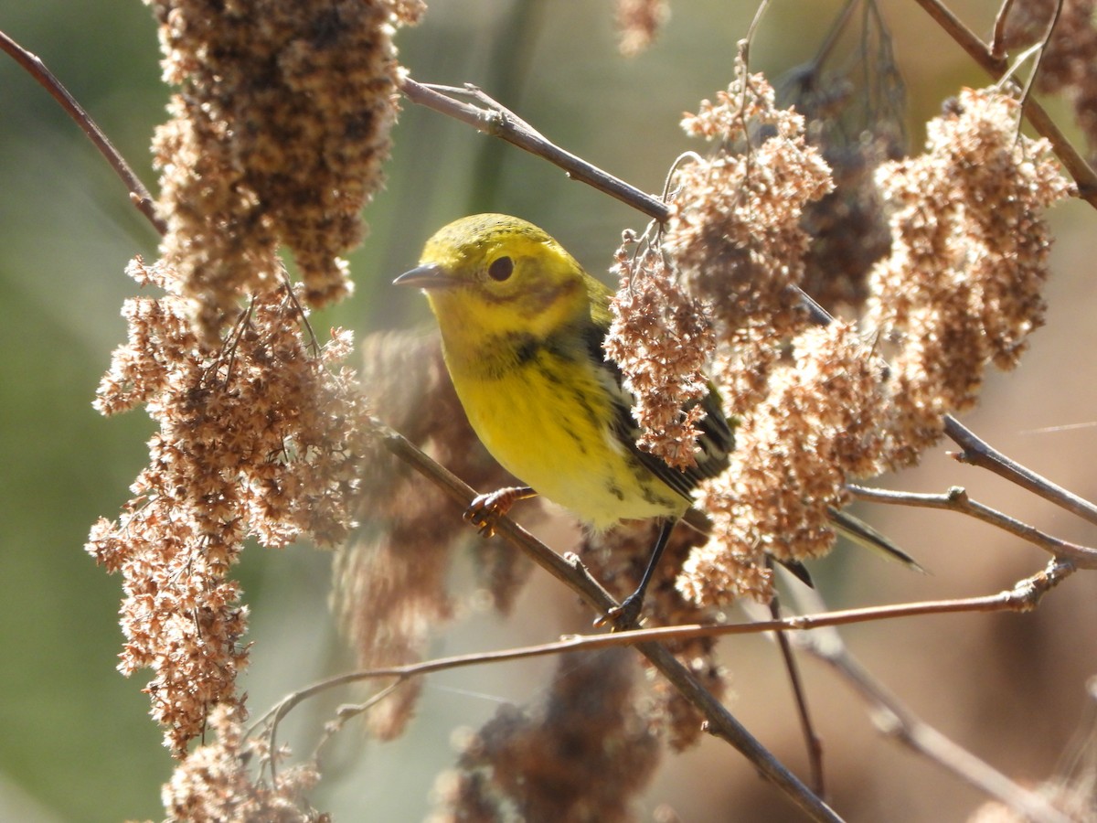 Townsend's x Black-throated Green Warbler (hybrid) - ML624474929