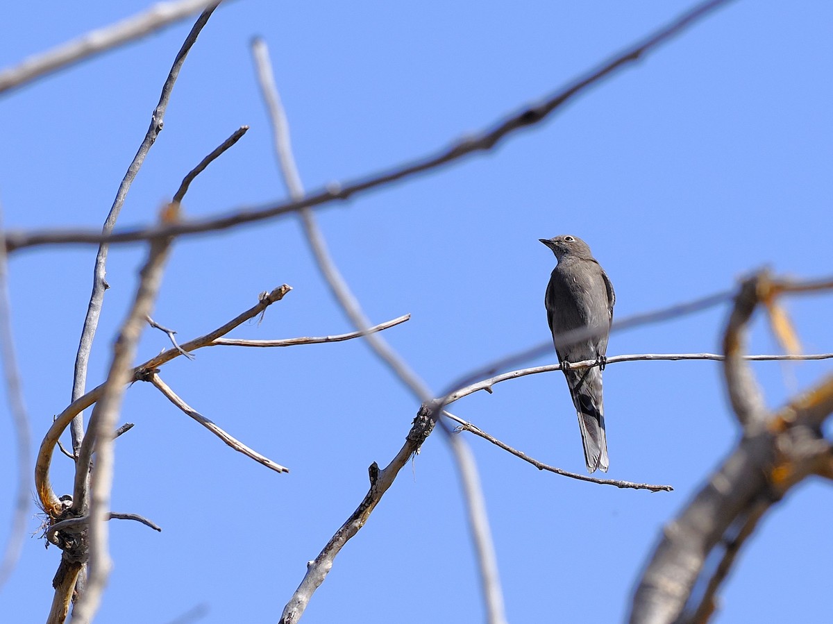 Townsend's Solitaire - ML624475105