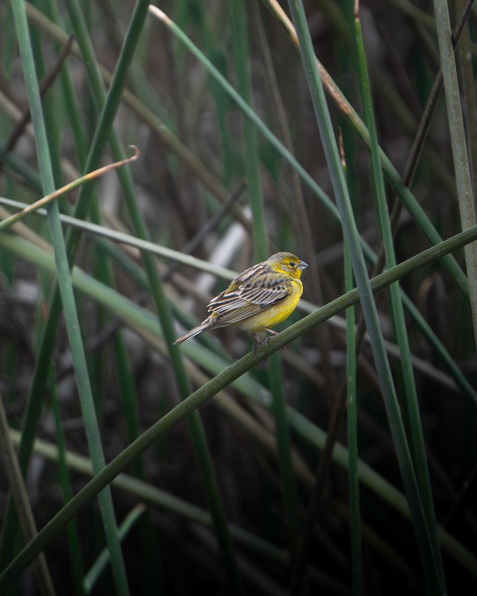 Grassland Yellow-Finch - ML624475136