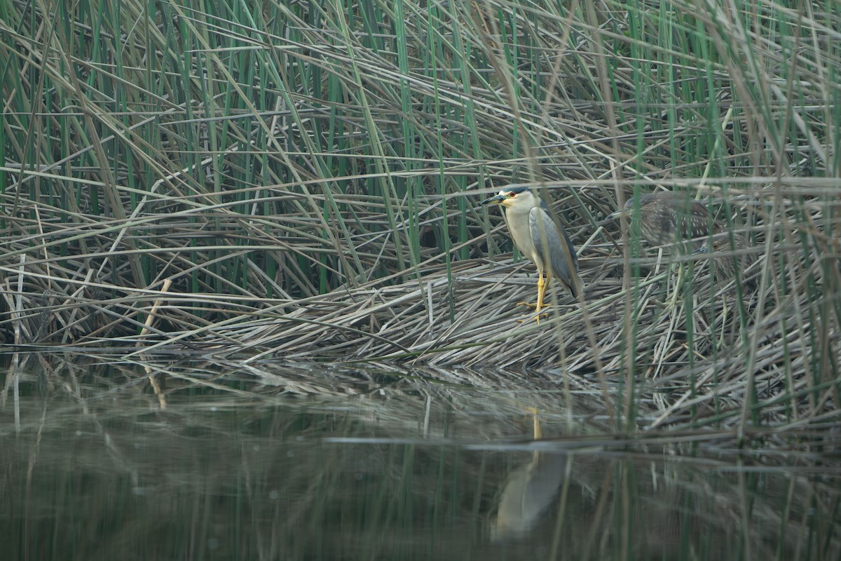 Black-crowned Night Heron - ML624475139