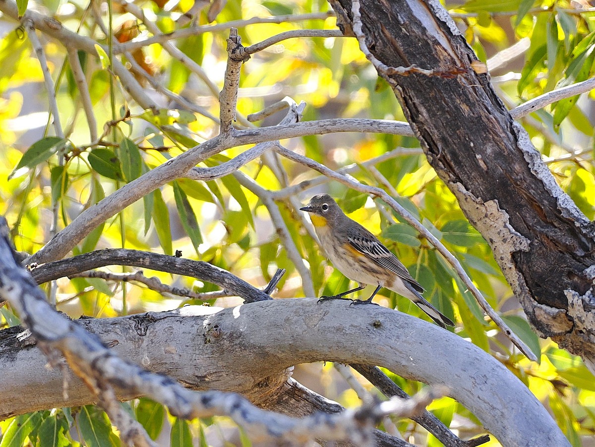 Yellow-rumped Warbler (Audubon's) - ML624475153