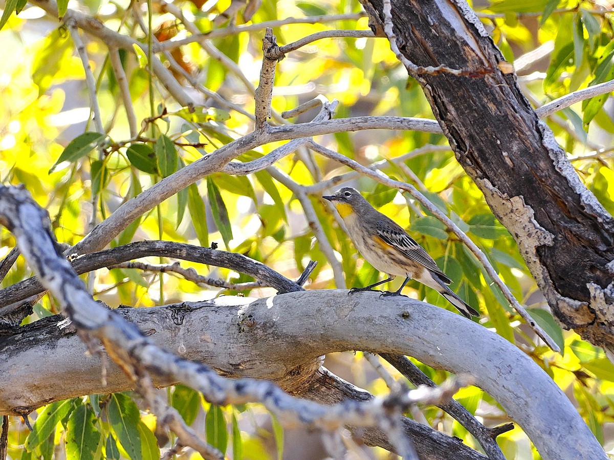 Yellow-rumped Warbler (Audubon's) - ML624475154