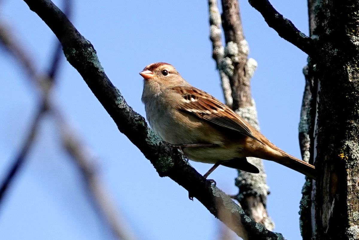 White-crowned Sparrow - ML624475402