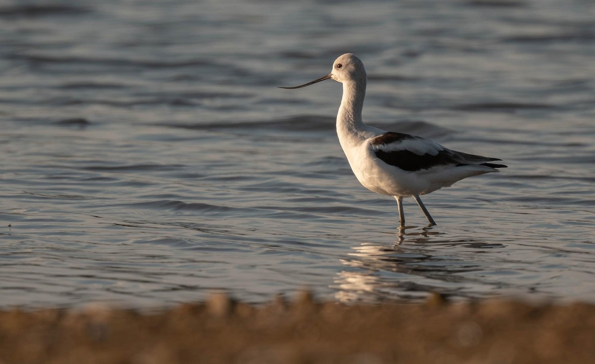 Avocette d'Amérique - ML624475421