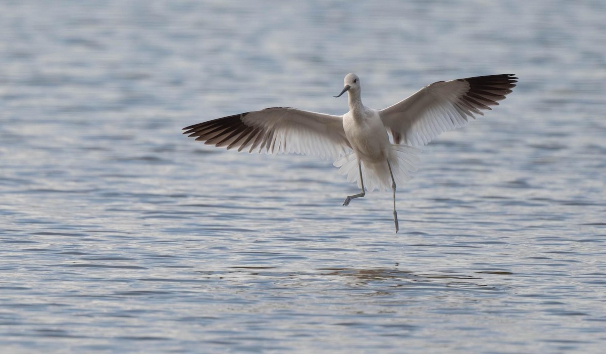 Avocette d'Amérique - ML624475422