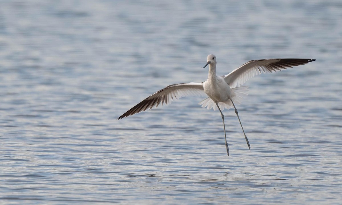 Avocette d'Amérique - ML624475423