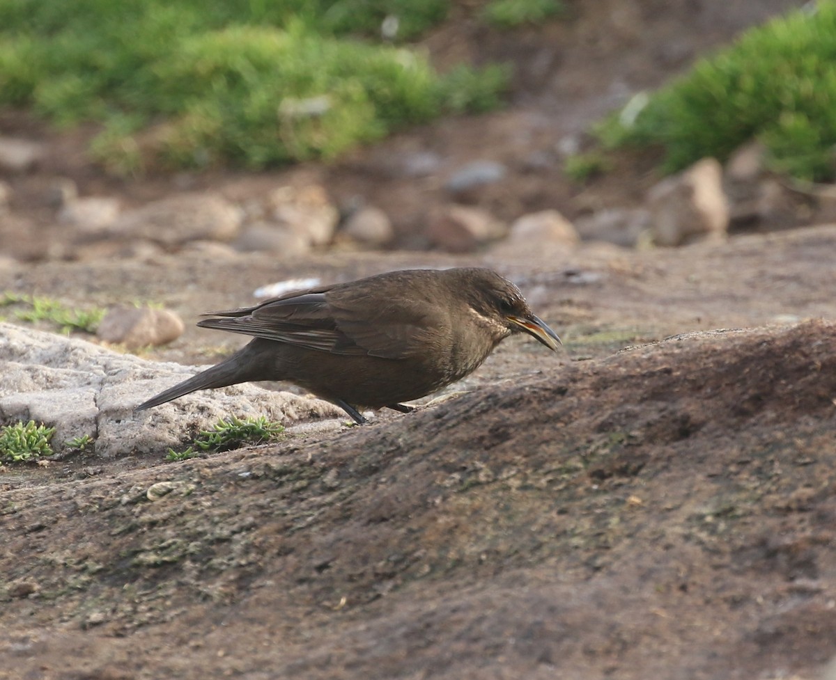 sotbergkall (antarcticus) - ML624475562